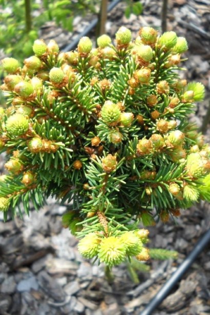Ялина звичайна / європейська Голд Наггет на штамбі | Picea abies Gold Nugget / Aurea WB on shtambe | Ель обыкновенная / европейская Голд Наггет на штамбе